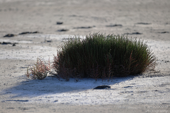 Larnaca_Salt_Lake_Scenery_Larnaca_Cyprus_Nature_Photography_Canon_EOS_R5_Mark_II_2026_075.JPG