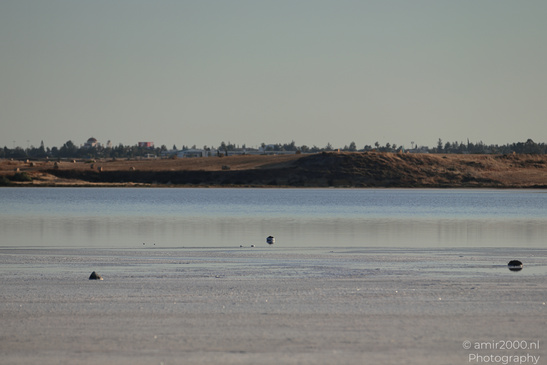 Larnaca_Salt_Lake_Scenery_Larnaca_Cyprus_Nature_Photography_Canon_EOS_R5_Mark_II_2026_087.JPG