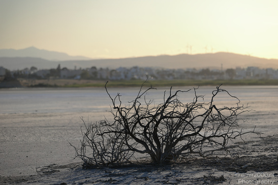 Larnaca_Salt_Lake_Scenery_Larnaca_Cyprus_Nature_Photography_Canon_EOS_R5_Mark_II_2026_095.JPG