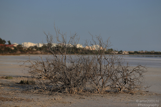 Larnaca_Salt_Lake_Scenery_Larnaca_Cyprus_Nature_Photography_Canon_EOS_R5_Mark_II_2026_097.JPG