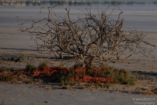 Larnaca_Salt_Lake_Scenery_Larnaca_Cyprus_Nature_Photography_Canon_EOS_R5_Mark_II_2026_102.JPG