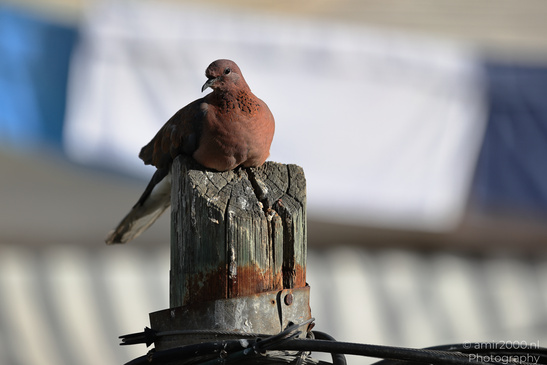 Laughing_Dove_Perched_In_The_Cities_Of_Israel_Birds_Photography_Nature_Photography_Canon_EOS_R5_Mark_II_2026_001.JPG