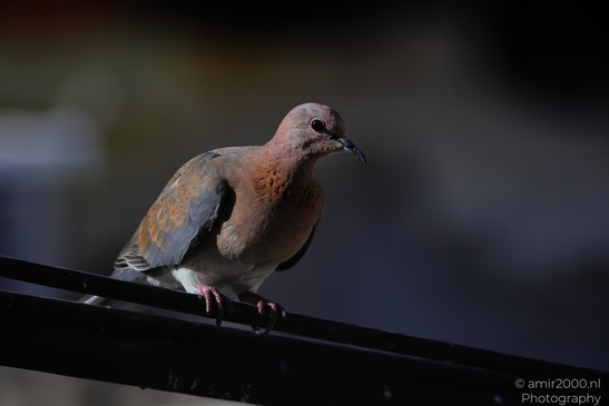 Laughing_Dove_Perched_In_The_Cities_Of_Israel_Birds_Photography_Nature_Photography_Canon_EOS_R5_Mark_II_2026_002.JPG
