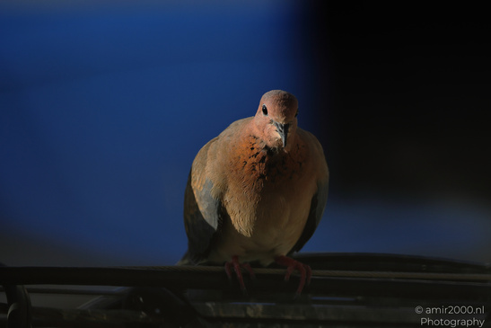 Laughing_Dove_Perched_In_The_Cities_Of_Israel_Birds_Photography_Nature_Photography_Canon_EOS_R5_Mark_II_2026_003.JPG