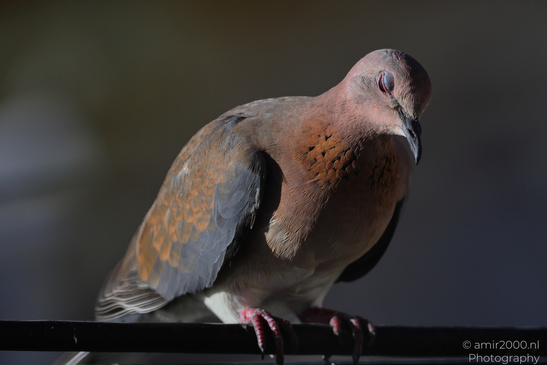 Laughing_Dove_Perched_In_The_Cities_Of_Israel_Birds_Photography_Nature_Photography_Canon_EOS_R5_Mark_II_2026_004.JPG