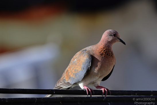 Laughing_Dove_Perched_In_The_Cities_Of_Israel_Birds_Photography_Nature_Photography_Canon_EOS_R5_Mark_II_2026_005.JPG