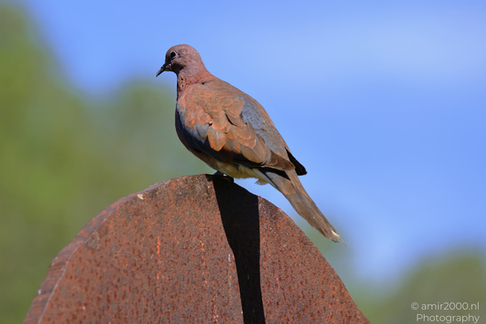 Laughing_Dove_Perched_In_The_Cities_Of_Israel_Birds_Photography_Nature_Photography_Canon_EOS_R5_Mark_II_2026_006.JPG
