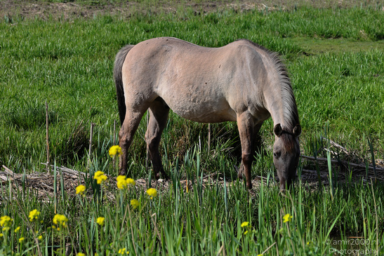 Light_Color_Horse_Grazing_Animal_Photography_Nature_Photography_Canon_EOS_R5_Mark_II_2026_001.JPG