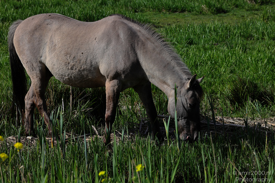 Light_Color_Horse_Grazing_Animal_Photography_Nature_Photography_Canon_EOS_R5_Mark_II_2026_002.JPG
