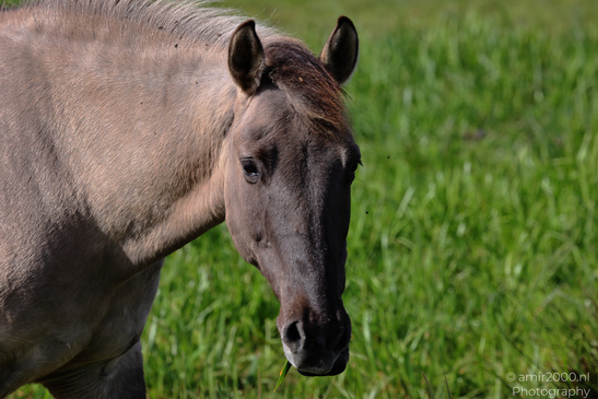 Light_Color_Horse_Grazing_Animal_Photography_Nature_Photography_Canon_EOS_R5_Mark_II_2026_003.JPG