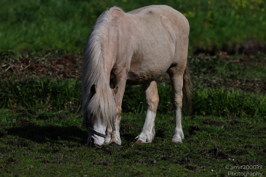 Light_Color_Horse_Grazing_Animal_Photography_Nature_Photography_Canon_EOS_R5_Mark_II_2026_004.JPG