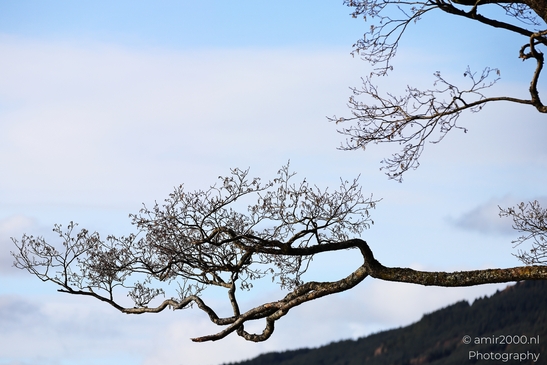 Clear view of tree branches and sky without any other objects or animals appear together in - image from year 2026 #008
