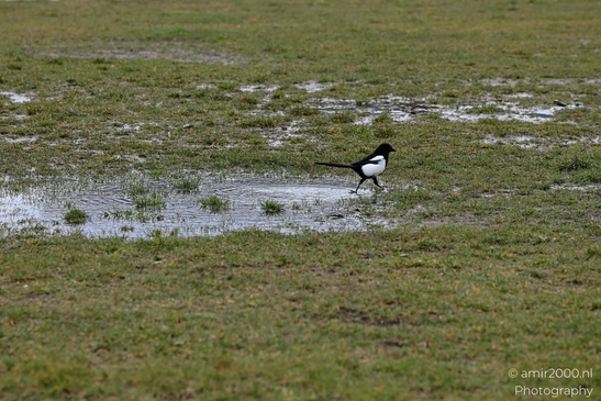 a black and white bird with long tail feathers walks through puddles on green grass. image from year 2026 #1