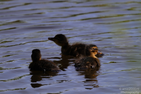 Mallard_Duck_And_Ducklings_Swimming_Birds_Photography_Nature_Photography_Canon_EOS_R5_Mark_II_2026_001.JPG