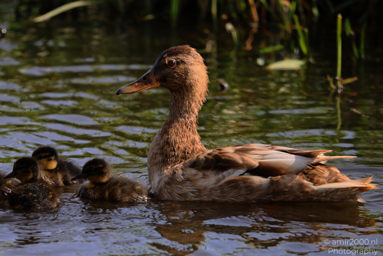 Mallard_Duck_And_Ducklings_Swimming_Birds_Photography_Nature_Photography_Canon_EOS_R5_Mark_II_2026_002.JPG