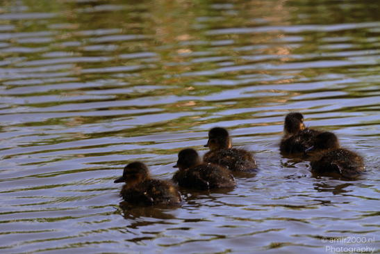 Mallard_Duck_And_Ducklings_Swimming_Birds_Photography_Nature_Photography_Canon_EOS_R5_Mark_II_2026_003.JPG