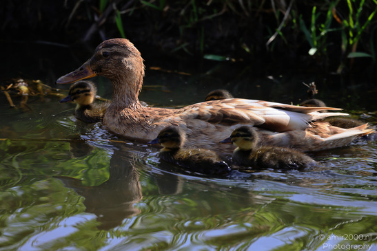 Mallard_Duck_And_Ducklings_Swimming_Birds_Photography_Nature_Photography_Canon_EOS_R5_Mark_II_2026_004.JPG