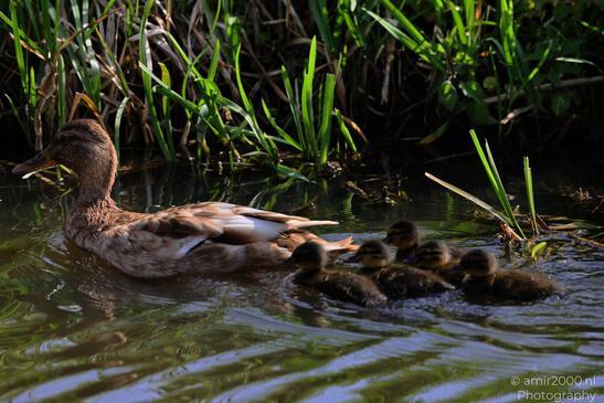 Mallard_Duck_And_Ducklings_Swimming_Birds_Photography_Nature_Photography_Canon_EOS_R5_Mark_II_2026_005.JPG