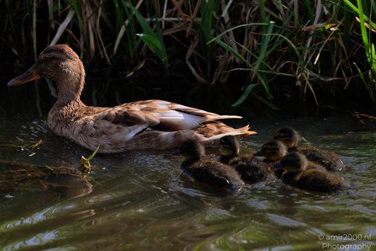 Mallard_Duck_And_Ducklings_Swimming_Birds_Photography_Nature_Photography_Canon_EOS_R5_Mark_II_2026_006.JPG