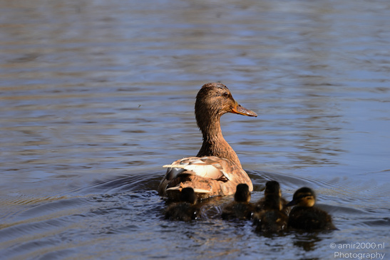 Mallard_Duck_And_Ducklings_Swimming_Birds_Photography_Nature_Photography_Canon_EOS_R5_Mark_II_2026_007.JPG