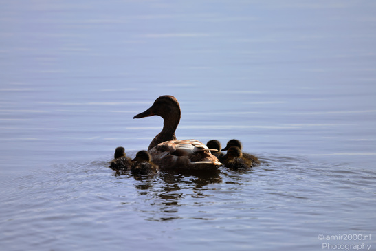 Mallard_Duck_And_Ducklings_Swimming_Birds_Photography_Nature_Photography_Canon_EOS_R5_Mark_II_2026_008.JPG