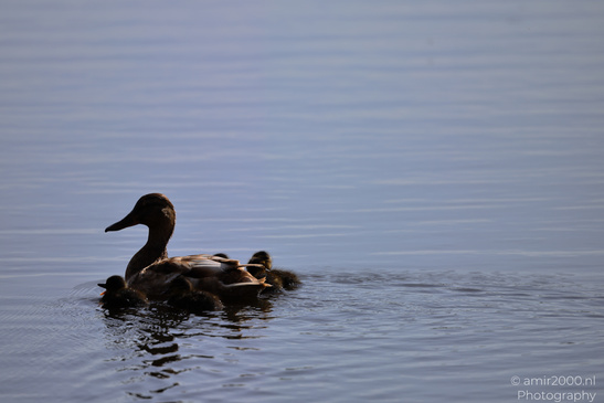 Mallard_Duck_And_Ducklings_Swimming_Birds_Photography_Nature_Photography_Canon_EOS_R5_Mark_II_2026_009.JPG