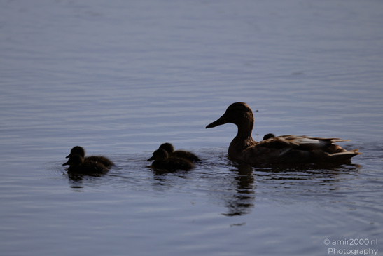Mallard_Duck_And_Ducklings_Swimming_Birds_Photography_Nature_Photography_Canon_EOS_R5_Mark_II_2026_010.JPG
