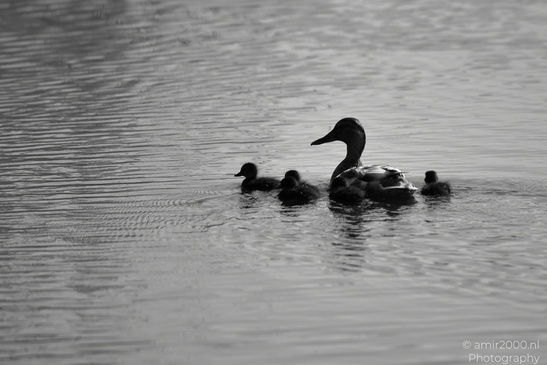 Mallard_Duck_And_Ducklings_Swimming_Birds_Photography_Nature_Photography_Canon_EOS_R5_Mark_II_2026_011.JPG