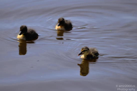 Mallard_Duck_And_Ducklings_Swimming_Birds_Photography_Nature_Photography_Canon_EOS_R5_Mark_II_2026_012.JPG