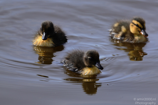 Mallard_Duck_And_Ducklings_Swimming_Birds_Photography_Nature_Photography_Canon_EOS_R5_Mark_II_2026_013.JPG