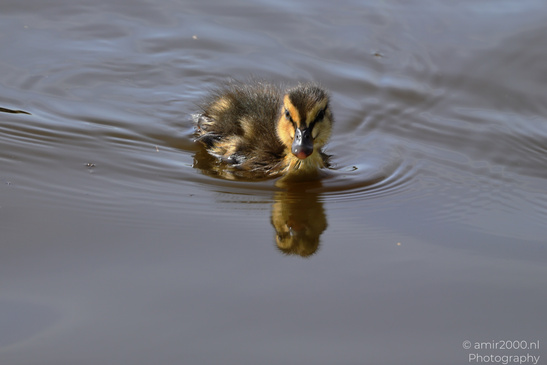 Mallard_Duck_And_Ducklings_Swimming_Birds_Photography_Nature_Photography_Canon_EOS_R5_Mark_II_2026_014.JPG