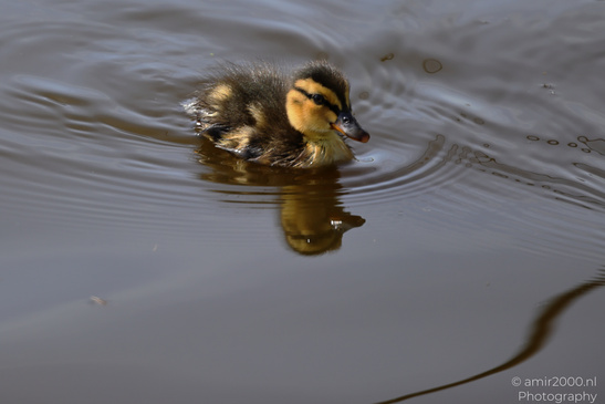Mallard_Duck_And_Ducklings_Swimming_Birds_Photography_Nature_Photography_Canon_EOS_R5_Mark_II_2026_015.JPG