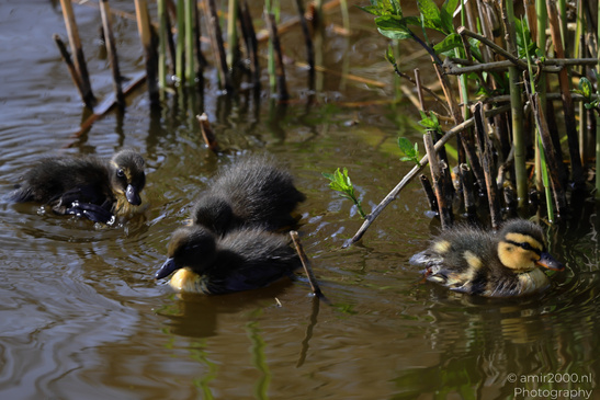 Mallard_Duck_And_Ducklings_Swimming_Birds_Photography_Nature_Photography_Canon_EOS_R5_Mark_II_2026_016.JPG