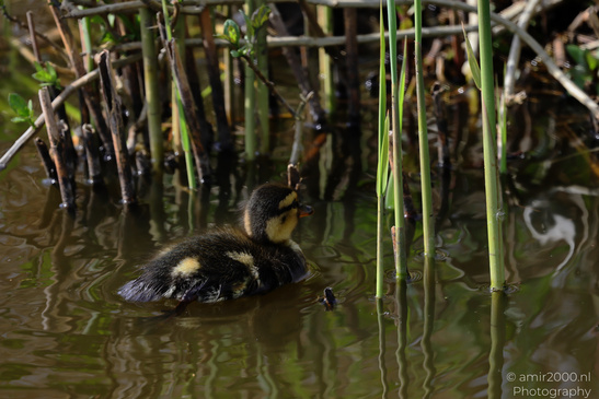 Mallard_Duck_And_Ducklings_Swimming_Birds_Photography_Nature_Photography_Canon_EOS_R5_Mark_II_2026_017.JPG