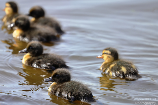 Mallard_Duck_And_Ducklings_Swimming_Birds_Photography_Nature_Photography_Canon_EOS_R5_Mark_II_2026_018.JPG