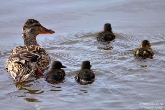 Mallard_Duck_And_Ducklings_Swimming_Birds_Photography_Nature_Photography_Canon_EOS_R5_Mark_II_2026_019.JPG