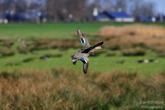Two ducks in flight over a grassy field with some blurred structures in the background. - image from year 2026 #001