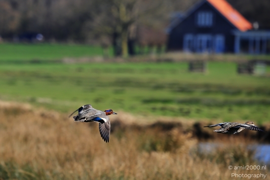 Mallard Duck flies above open land with wings extended. - image from year 2026 #002