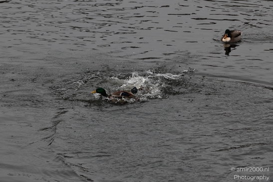 Mallard_Duck_In_Amsterdam_Winter_Birds_Photography_Nature_Photography_Canon_EOS_R5_Mark_II_2026_001.JPG