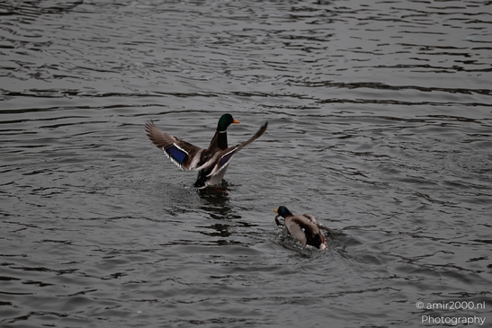 Mallard_Duck_In_Amsterdam_Winter_Birds_Photography_Nature_Photography_Canon_EOS_R5_Mark_II_2026_002.JPG