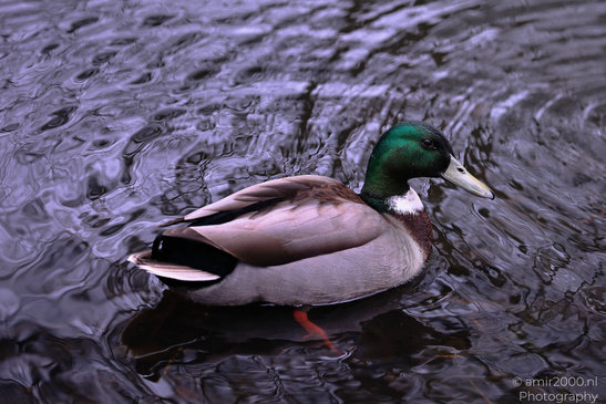 Mallard_Duck_In_Flevopark_Birds_Photography_Nature_Photography_Canon_EOS_R5_Mark_II_2026_001.JPG