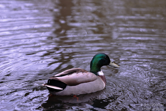 Mallard_Duck_In_Flevopark_Birds_Photography_Nature_Photography_Canon_EOS_R5_Mark_II_2026_002.JPG