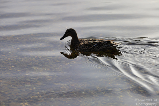 Mallard_Duck_In_Loch_Lomond_Scotland_Birds_Photography_Nature_Photography_Canon_EOS_R5_Mark_II_2026_001.JPG