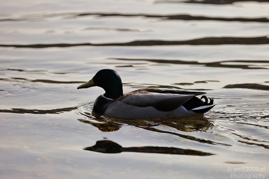 Mallard_Duck_In_Loch_Lomond_Scotland_Birds_Photography_Nature_Photography_Canon_EOS_R5_Mark_II_2026_002.JPG