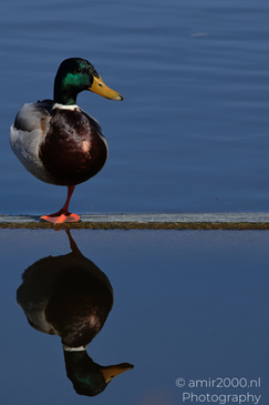 Mallard_Duck_Reflection_Birds_Photography_Nature_Photography_Canon_EOS_R5_Mark_II_2026_001.JPG