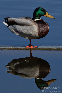 Mallard_Duck_Reflection_Birds_Photography_Nature_Photography_Canon_EOS_R5_Mark_II_2026_002.JPG