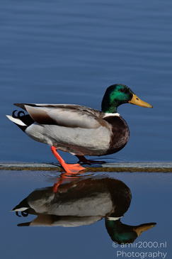 Mallard_Duck_Reflection_Birds_Photography_Nature_Photography_Canon_EOS_R5_Mark_II_2026_003.JPG