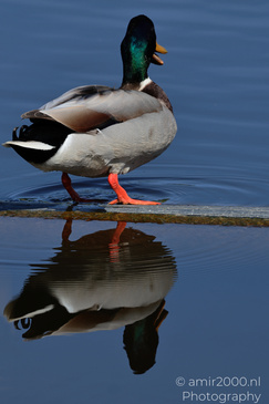 Mallard_Duck_Reflection_Birds_Photography_Nature_Photography_Canon_EOS_R5_Mark_II_2026_004.JPG