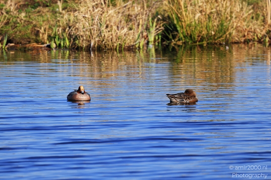 Ducks swimming in a calm blue pond, with reeds. - image from year 2026 #001