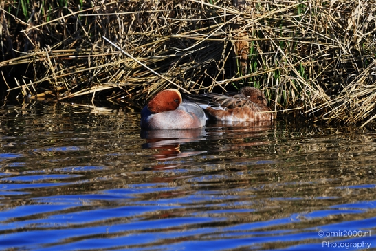 Two ducks with reddish-brown heads and white bodies floating on a body of water surrounded by - image from year 2026 #002